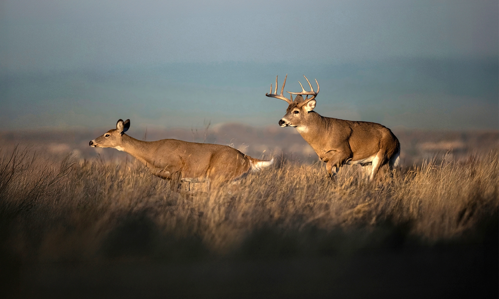 7 Best Days To Hunt The 2025 Whitetail Rut Field Stream